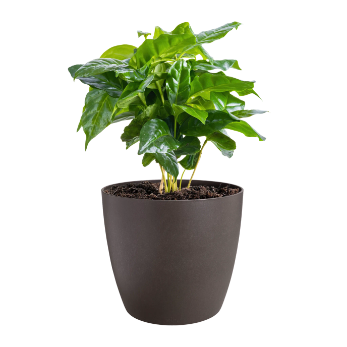 the coffee collection rond 14cm espresso bruin